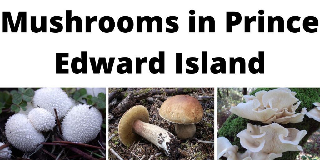 Mushrooms in Prince Edward Island