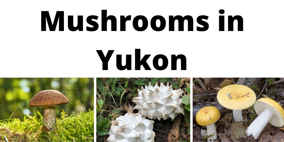 Mushrooms in Yukon