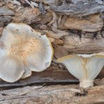 Pleurotus levis