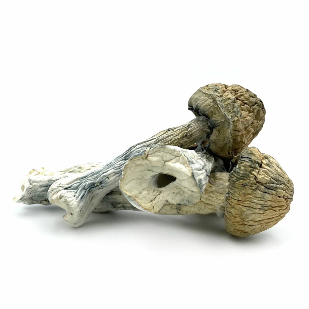 Thrasher Mushrooms