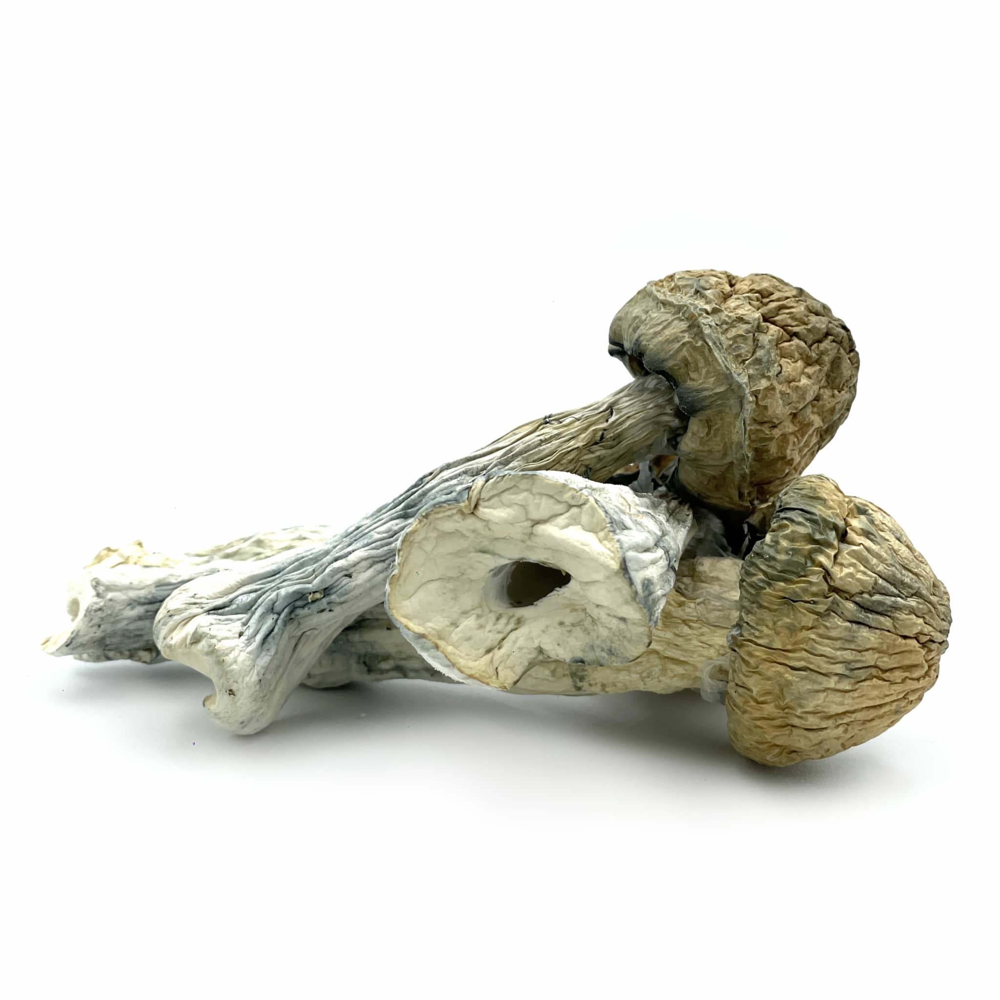 Thrasher Mushrooms