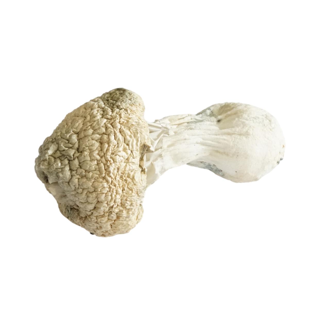 White Rabbit Mushroom