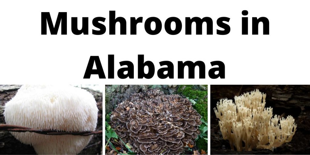 Mushrooms in Alabama