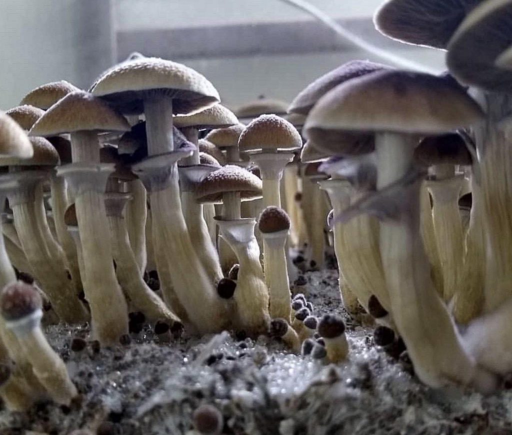Stargazer Mushrooms
