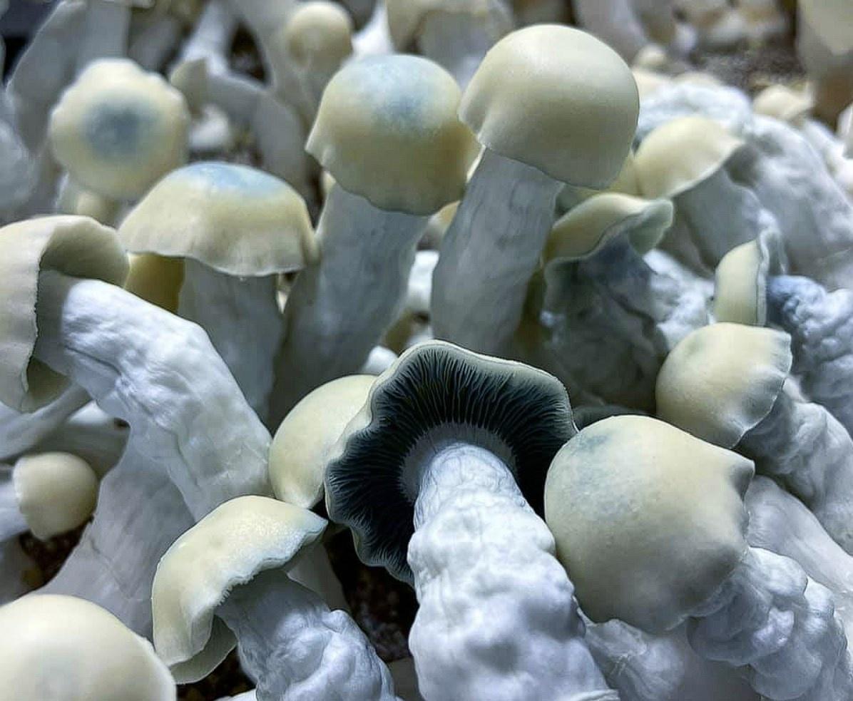 Yeti Mushrooms