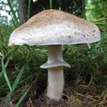 Agaricus langei