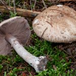 Agaricus sylvaticus