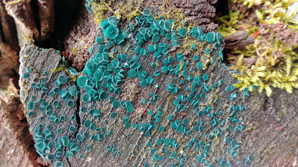 Chlorociboria aeruginascens