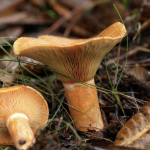 Lactarius deliciosus