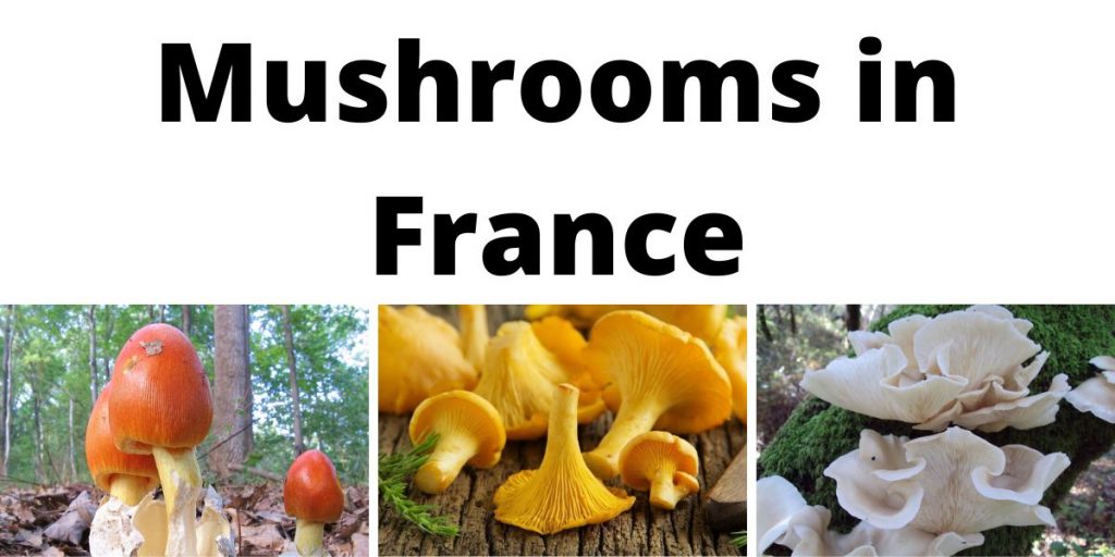 Mushrooms in France