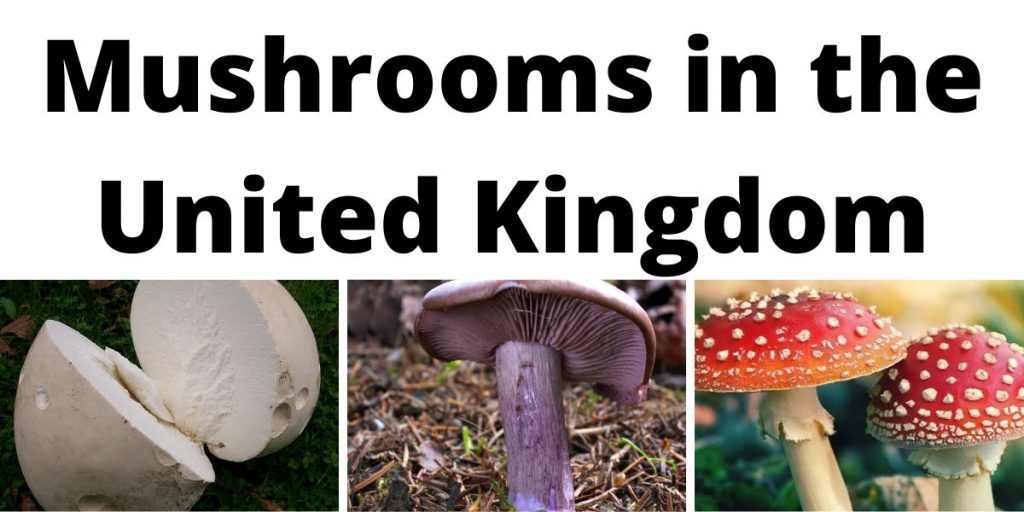 Mushrooms in the United Kingdom