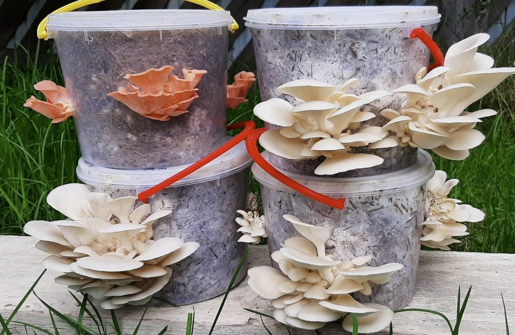 Growing Mushrooms in Buckets