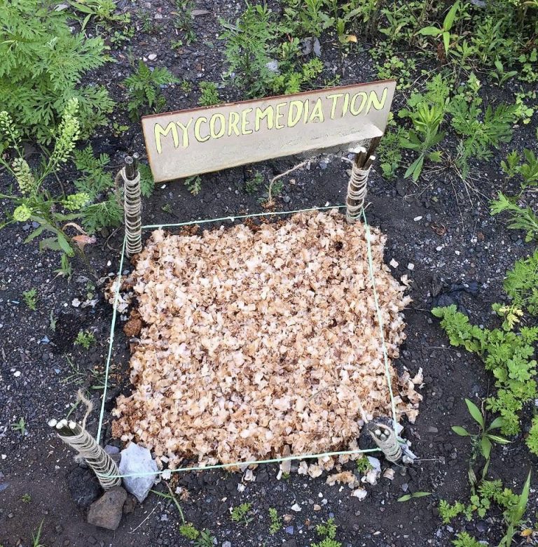 Mycoremediation How Mushrooms can Save the World